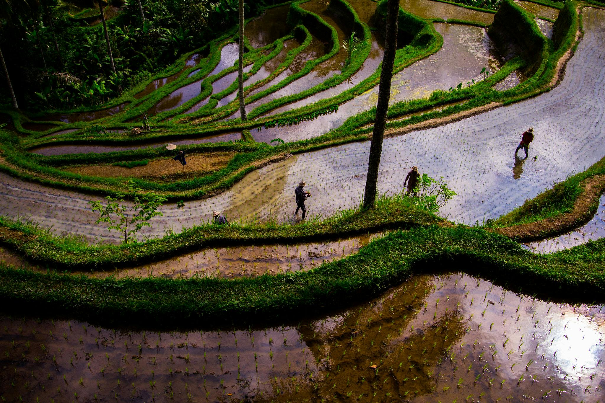 Rice_Farmer_Drought_Indonesia