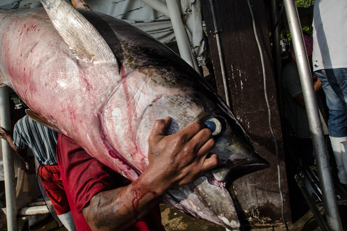 Row over health of Indian Ocean tuna