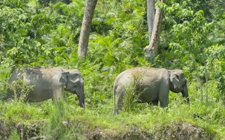 Elephants in northeast India