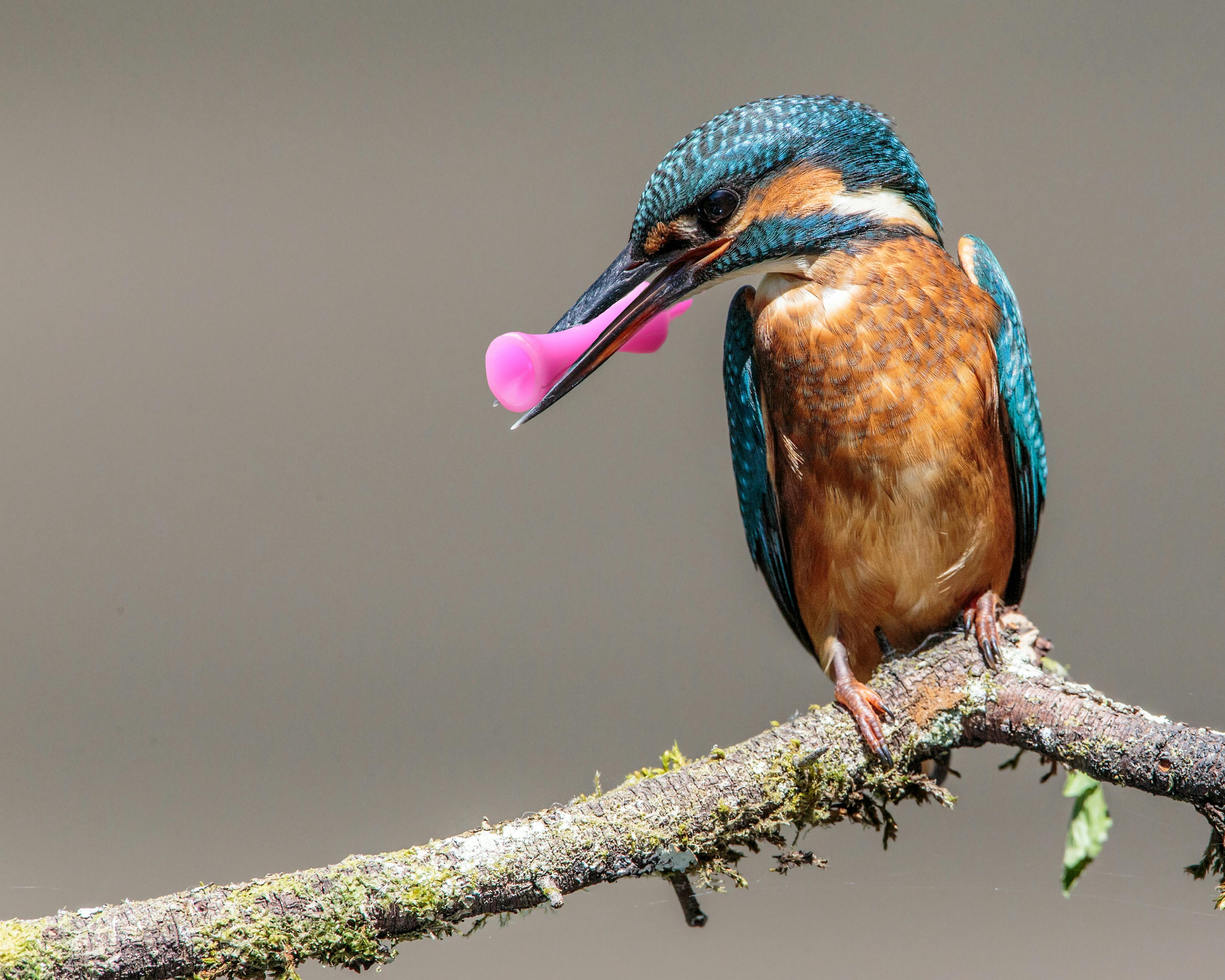 Kingfisher_Plastic