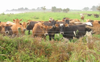 New Zealand feedlot cattle