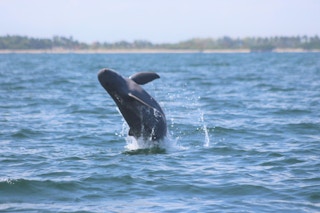 Irrawaddy_Dolphins_Iloilo