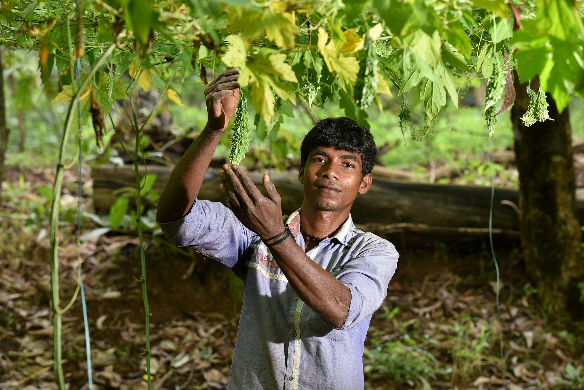 India's pesticide reforms overlooks human health