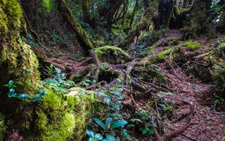 Mossy_Forest_Malaysia