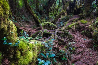 Mossy_Forest_Malaysia