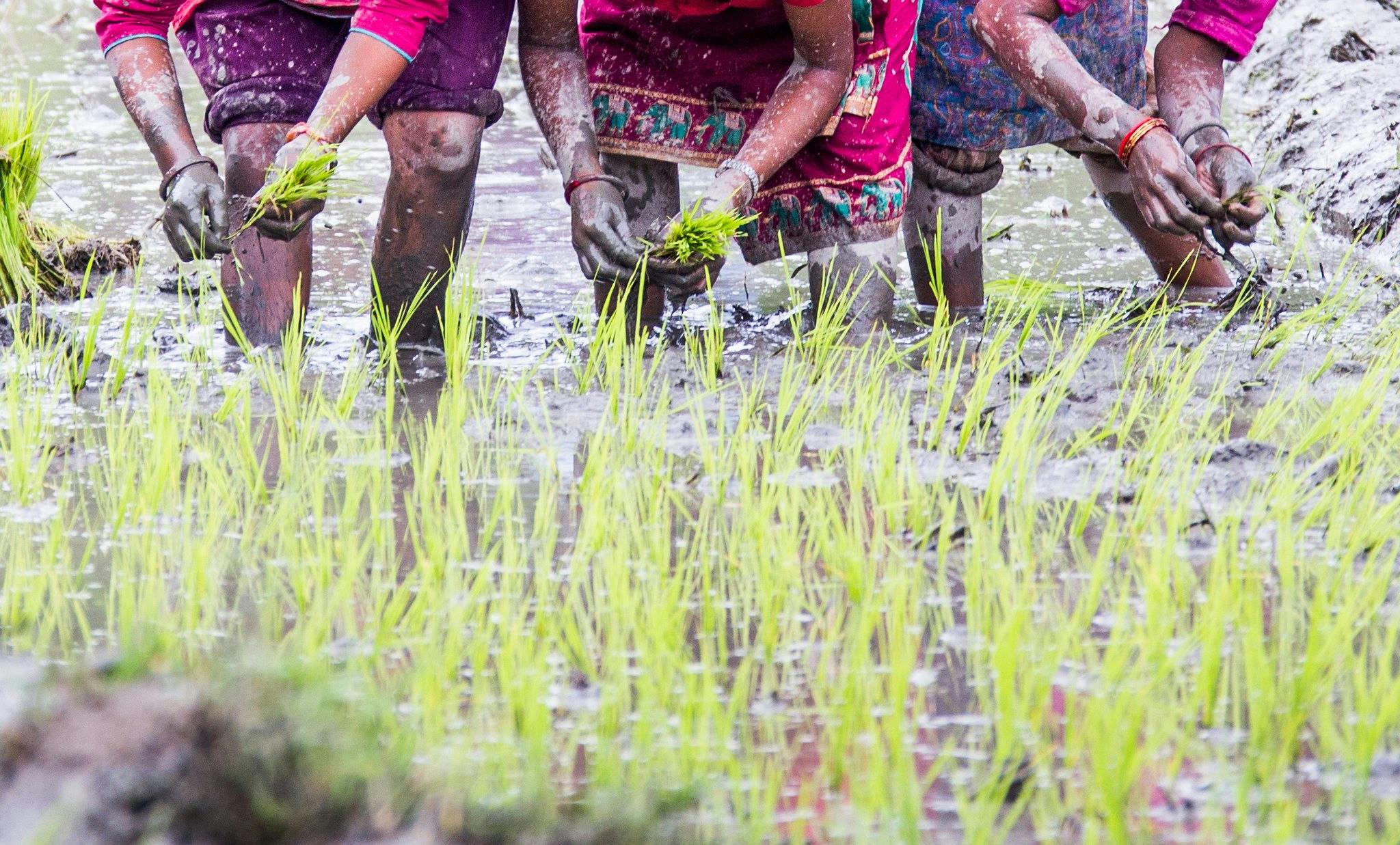 Rice_Farmer_Nepal