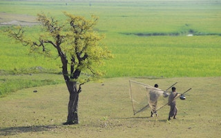 Bangladesh_Rice_Farm