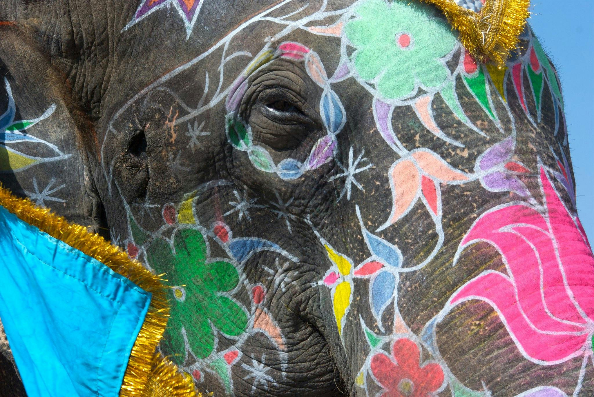 Elephant_Jaipur_India