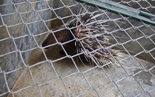 A porcupine in a cage in a village in Le Mat, Long Bien District, north of Hanoi in Vietnam