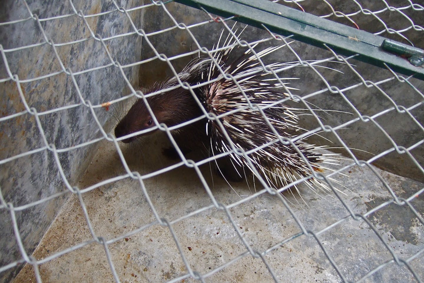 A porcupine in a cage in a village in Le Mat, Long Bien District, north of Hanoi in Vietnam