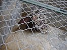 A porcupine in a cage in a village in Le Mat, Long Bien District, north of Hanoi in Vietnam