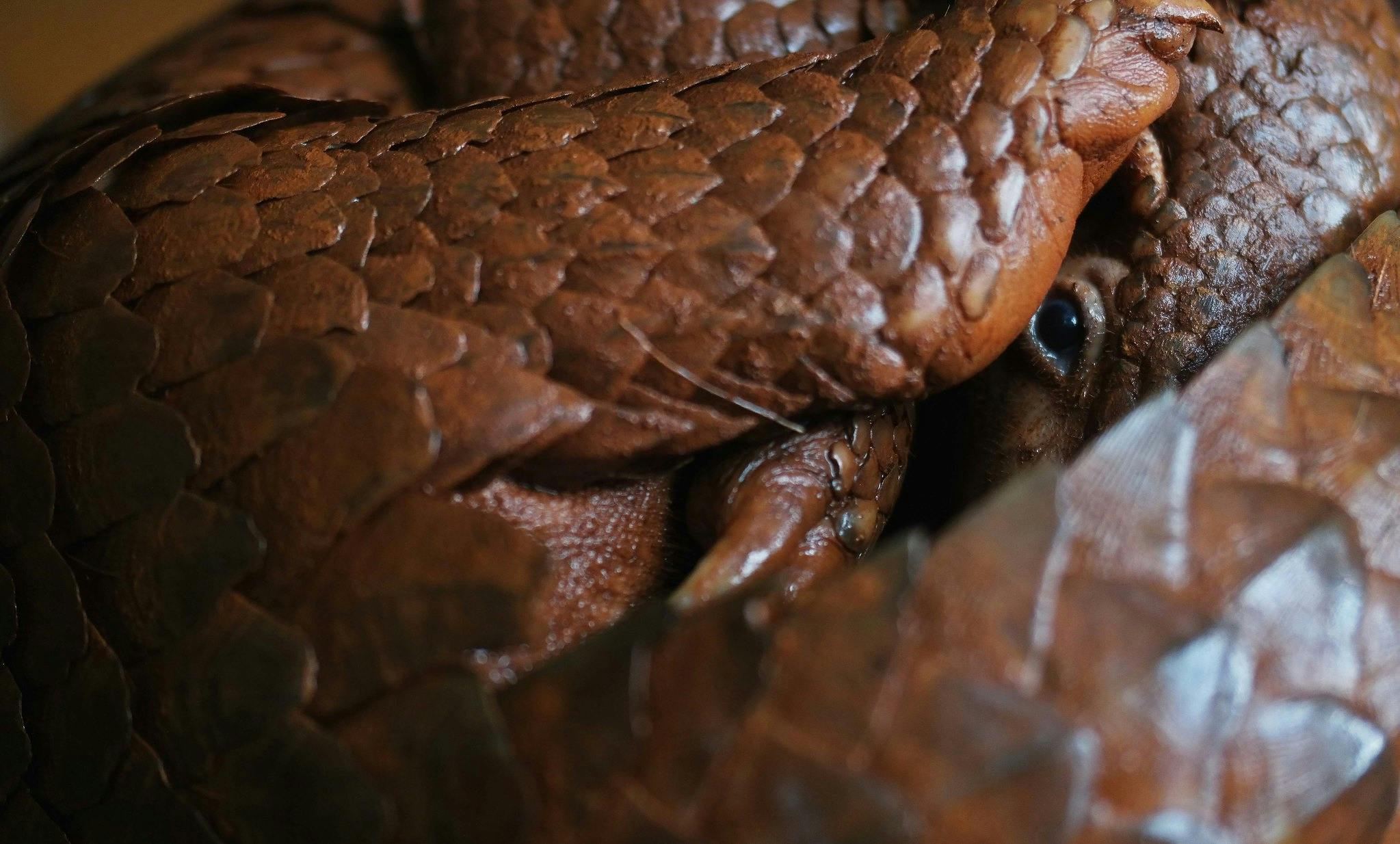 Pangolin_Palawan_Philippines