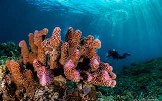 Reef_Indonesia