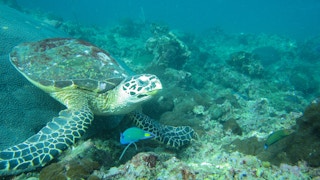 Sea_Turtle_Habitat_Loss_Climate_Change