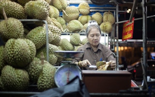 Durian_Farm_Thailand