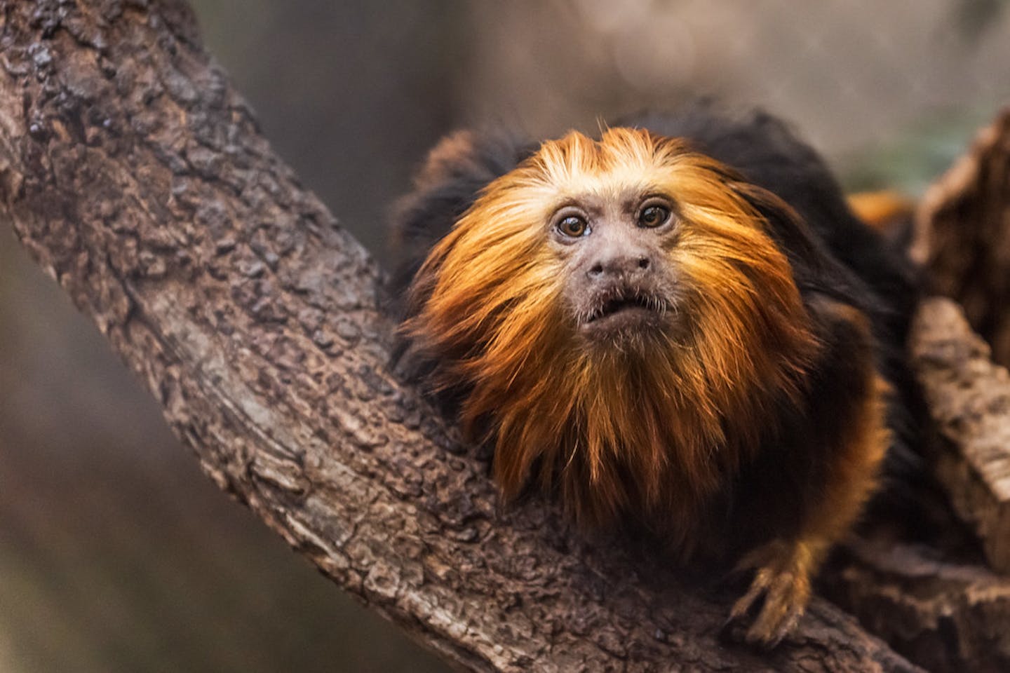 golden lion tamarin