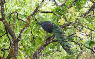 Green peafowl at the Keo Seima Wildlife Sanctuary Cambodia