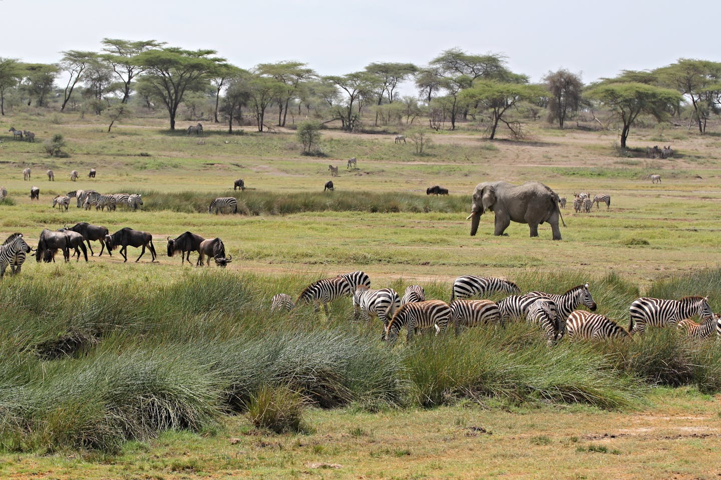 Safari Tanzania