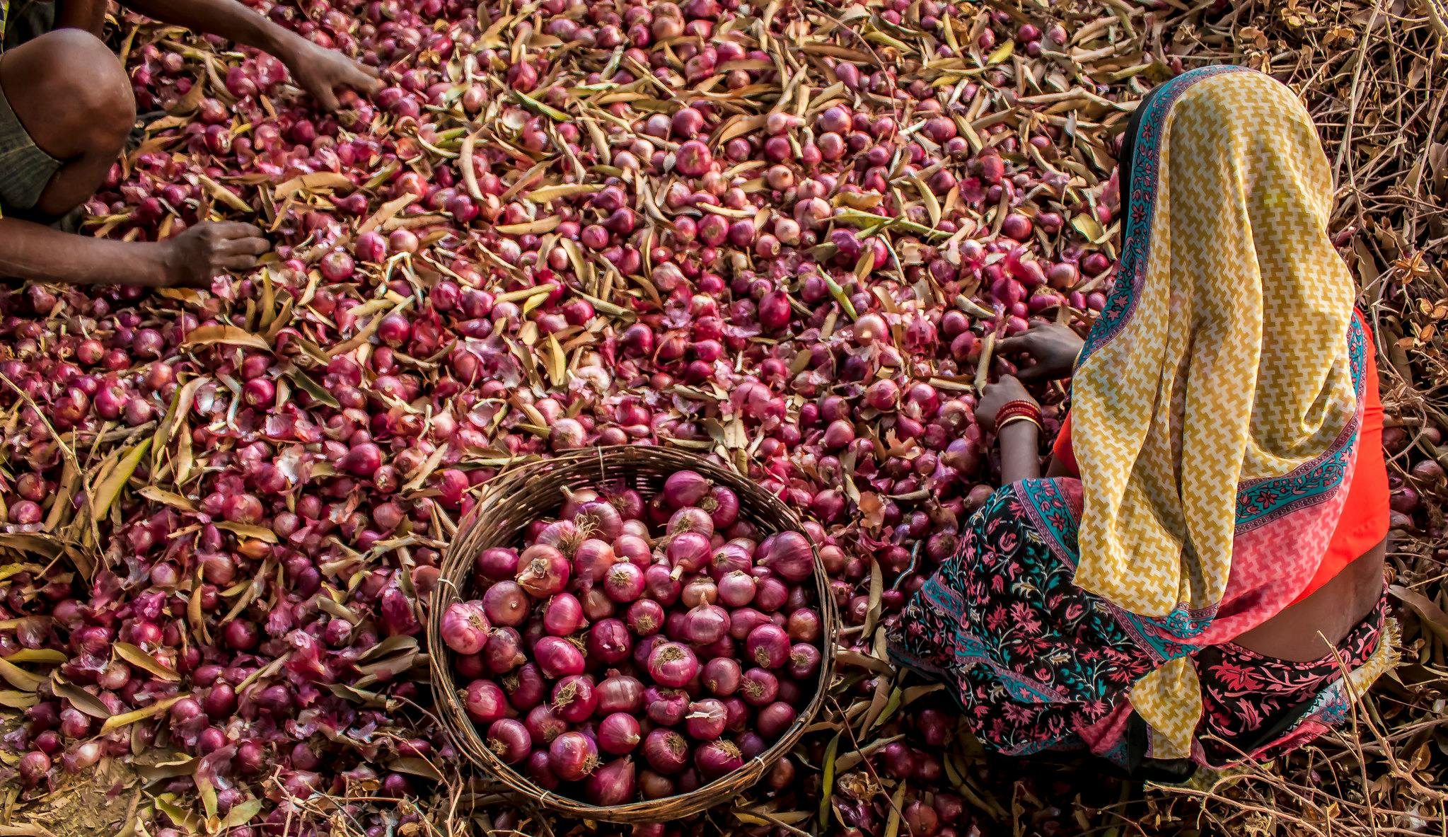 Onion_Women_Farmer_India