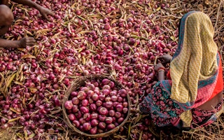 Onion_Women_Farmer_India