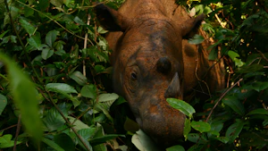 Top 6 inspiring and happy environmental stories 2 Sumatran_Rhino_Indonesia