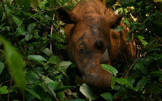 Sumatran rhino at the Way Kambas sanctuary in southern Sumatra, Indonesia