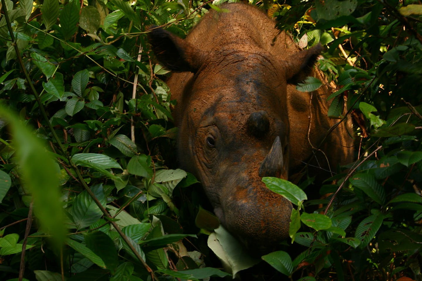 Sumatran rhino at the Way Kambas sanctuary in southern Sumatra, Indonesia