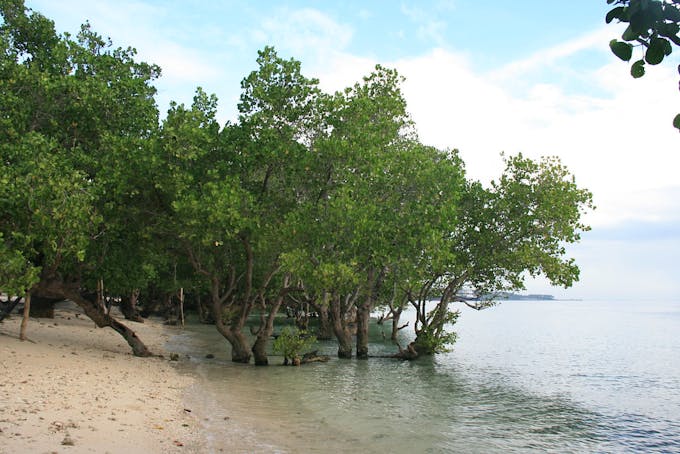 mangrove philippines