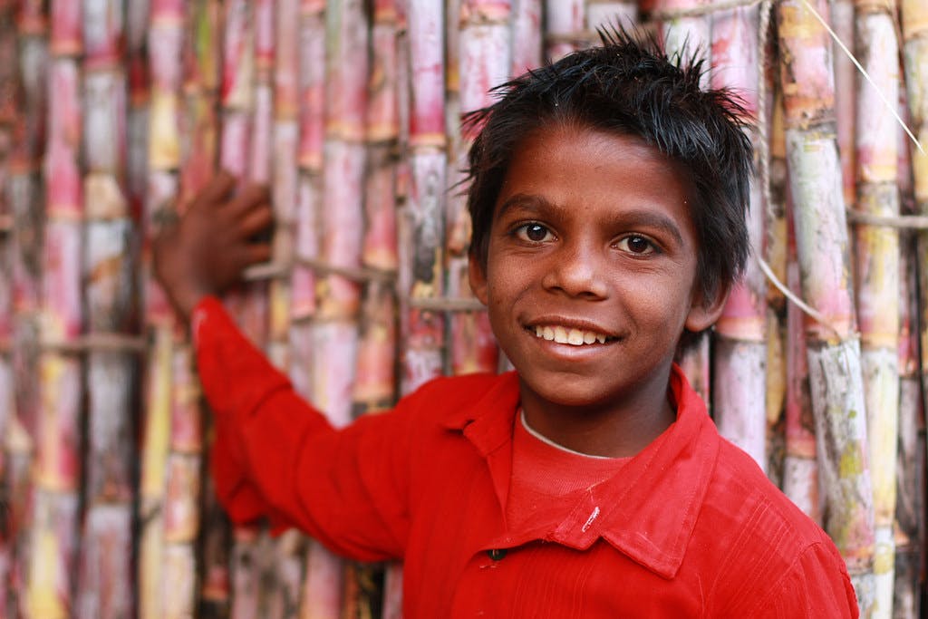 Sugar_Cane_India