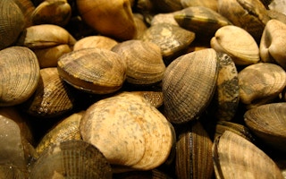 Clams, like mussels, are used to low temperatures, and their ranges have shrunk