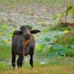 safari world animal abuse Milk_Buffalo_india