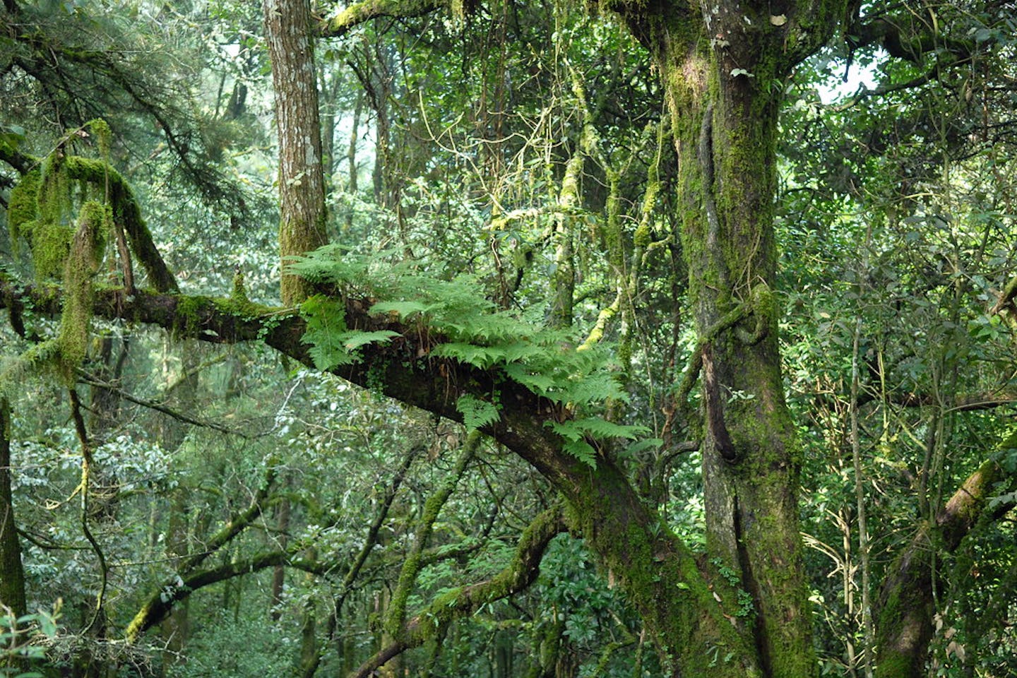 Yunnan forest China
