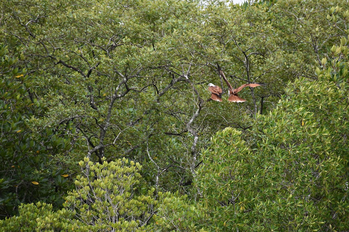 Tree Planting Can Help Tropical Forests Recover 50 Faster From Logging News Eco Business Asia Pacific