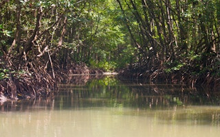Can Gio mangrove vietnam