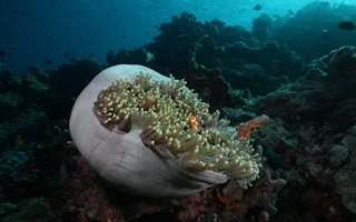 Reef_Indonesia_Clown_Fish
