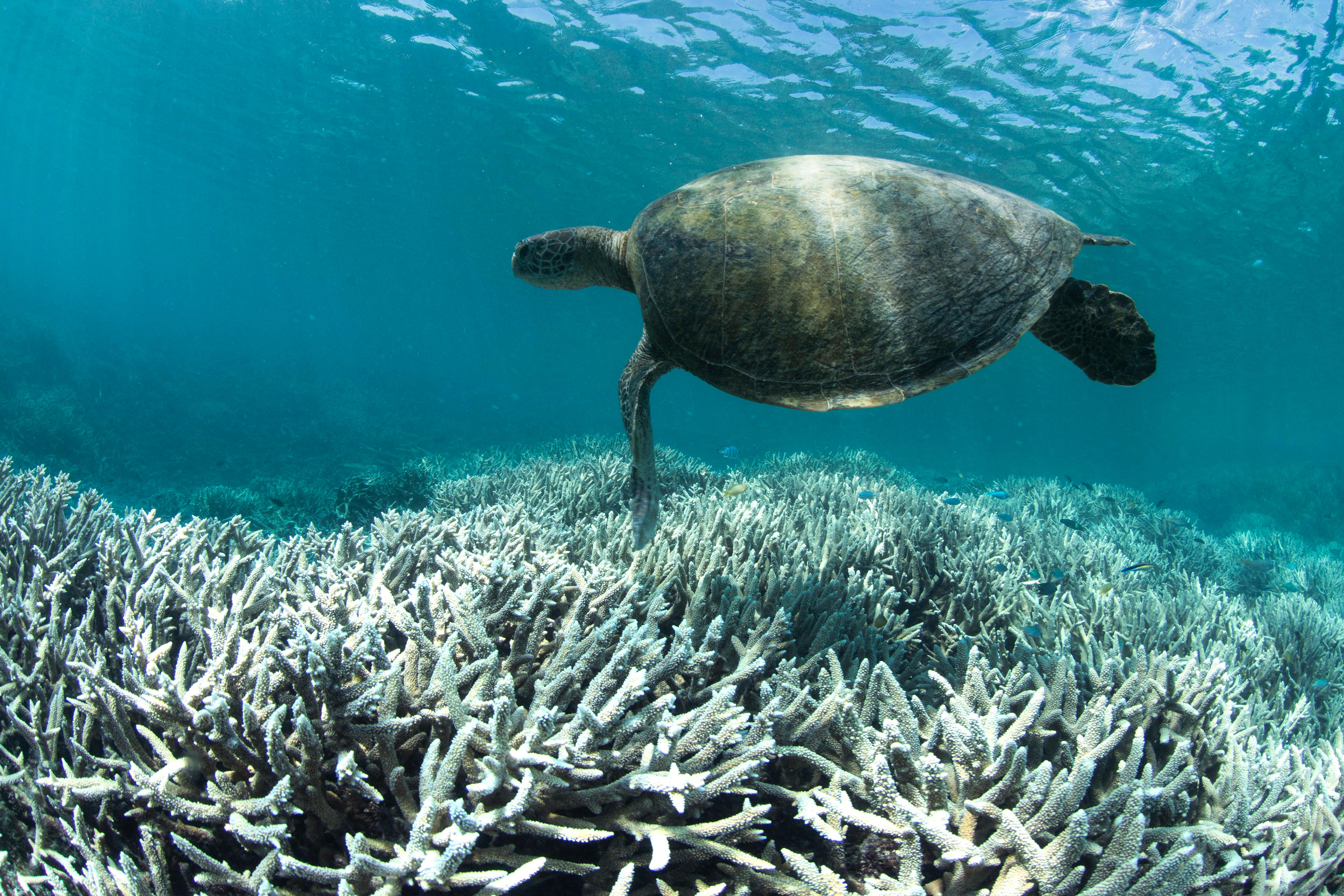 Dead_Coral_Bleaching_Turtle