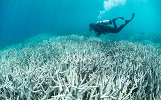Coral Bleaching_Australia