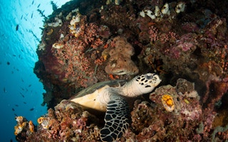 Turtle_Indonesia