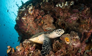 A new dimension to marine restoration, News, Eco-Business