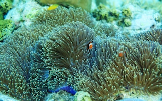 coral reefs of Coron, Palawan