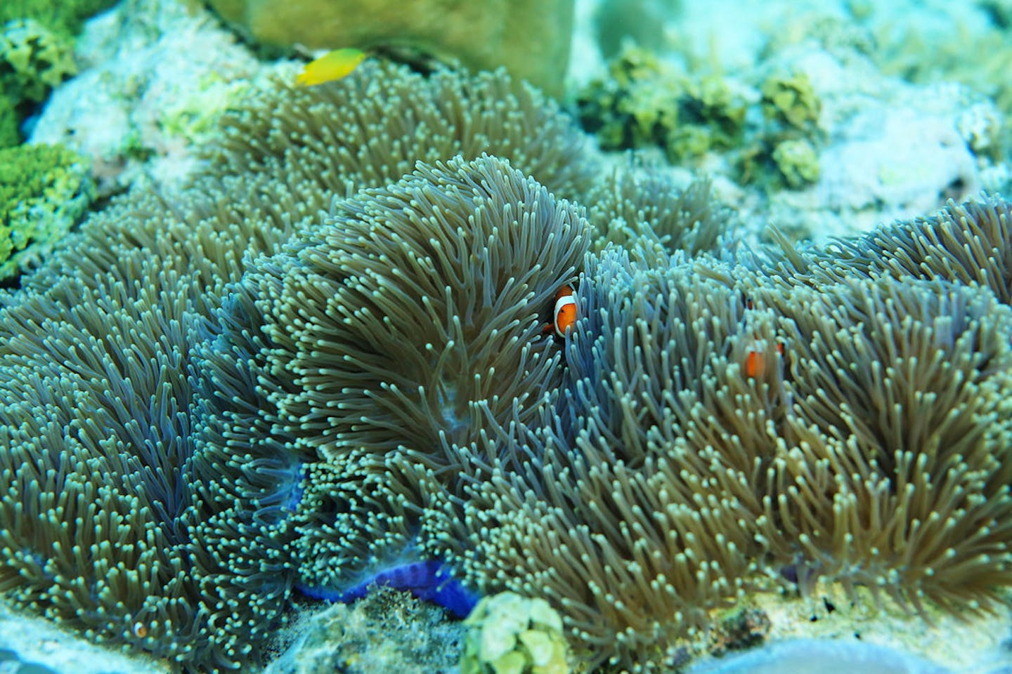 coral reefs of Coron, Palawan