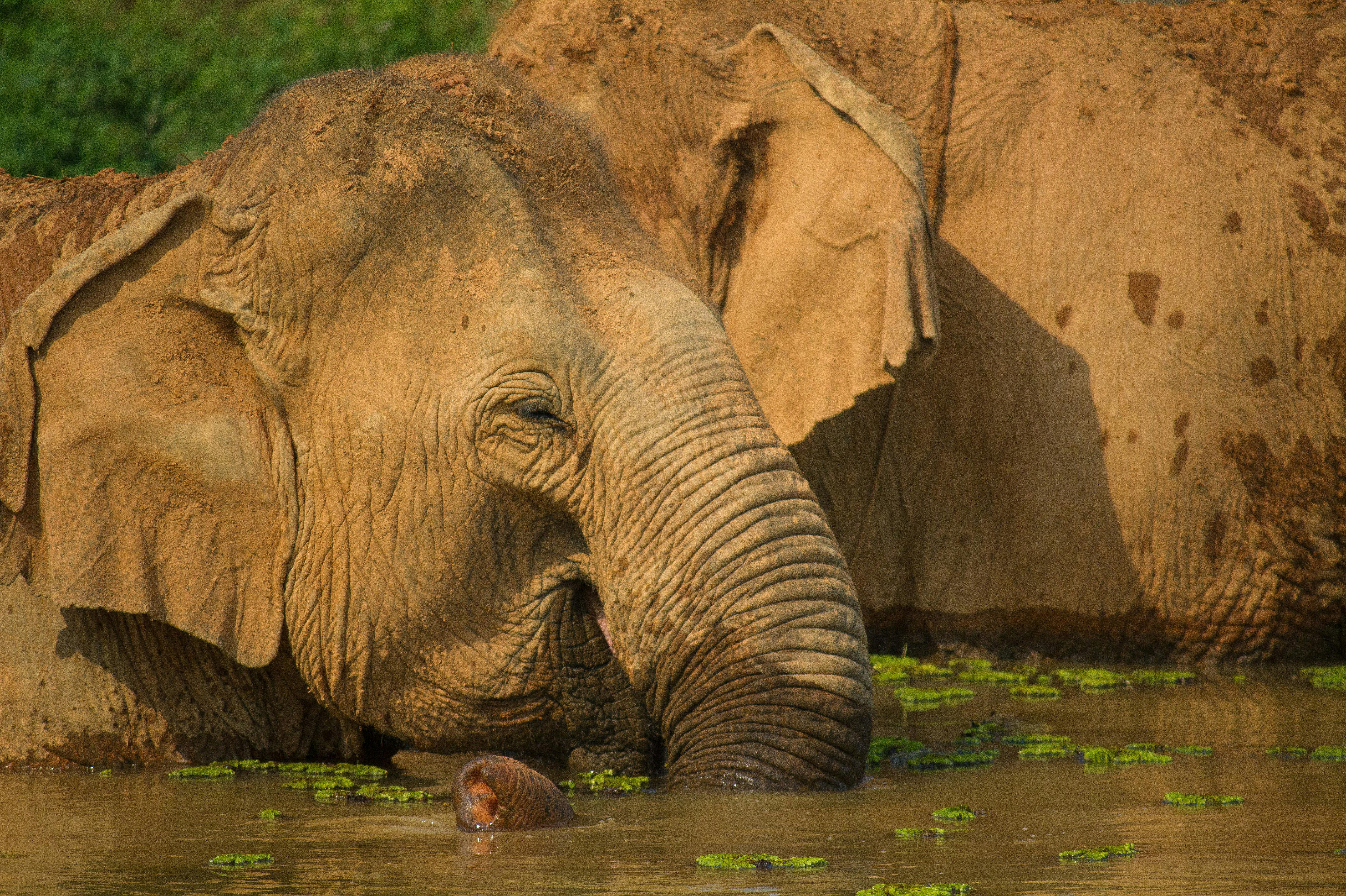 Elephant_Park_Laos