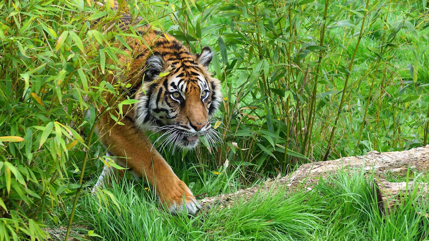 Tiger sighting on Sumatran highway causes a stir, but is no surprise | News | Eco-Business | Asia Pacific