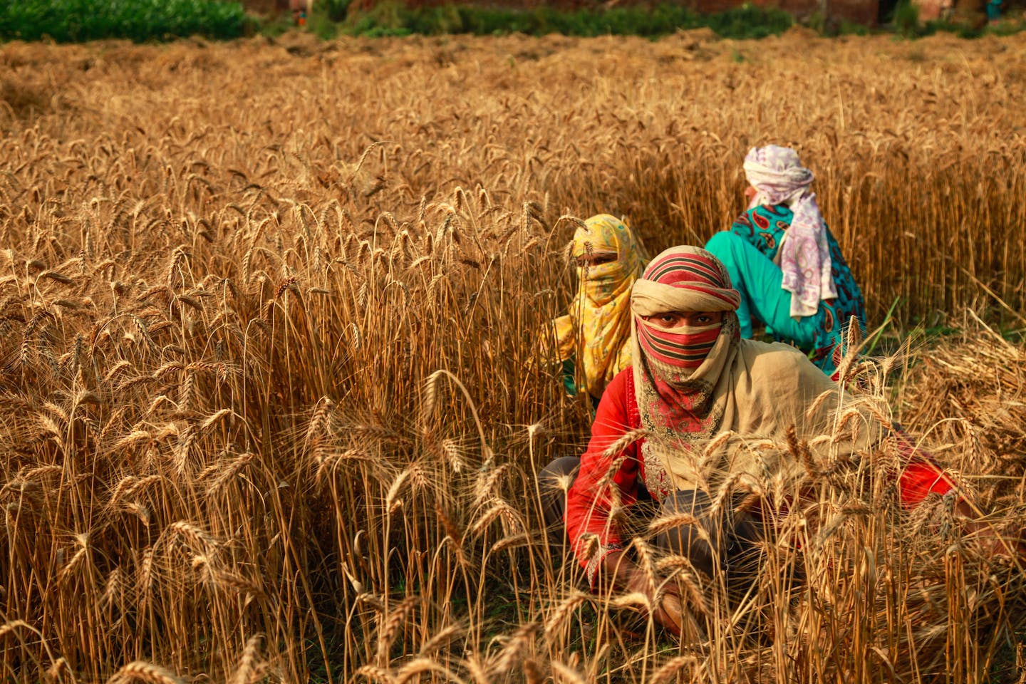 Climate disasters deepen food insecurity in the Punjab | News | Eco-Business | Asia Pacific