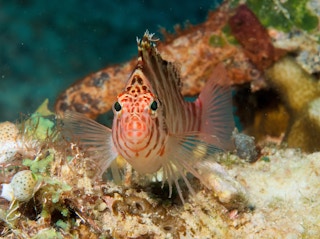 Reef_Biodiversity_Philippines