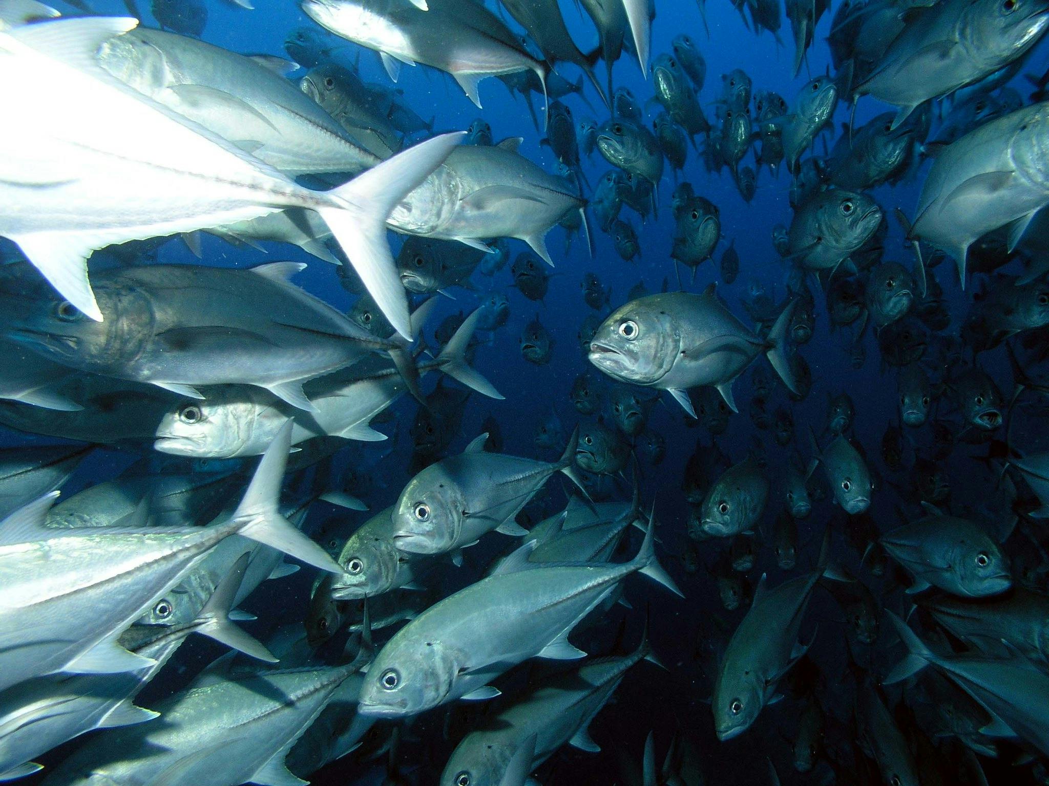 Blue_Foods_COP29_Fishing