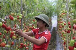 Tomatos_Farmer_Vietnam