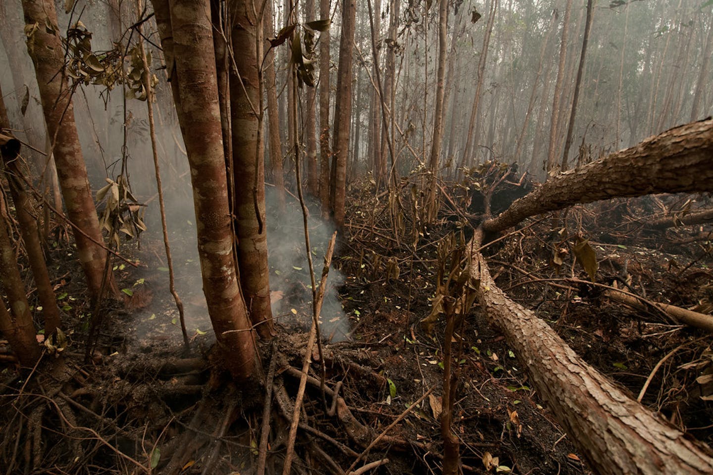 Peat burns in the Tumbang Nusa research forest outside Palangka Raya, Central Kalimantan in Indonesia