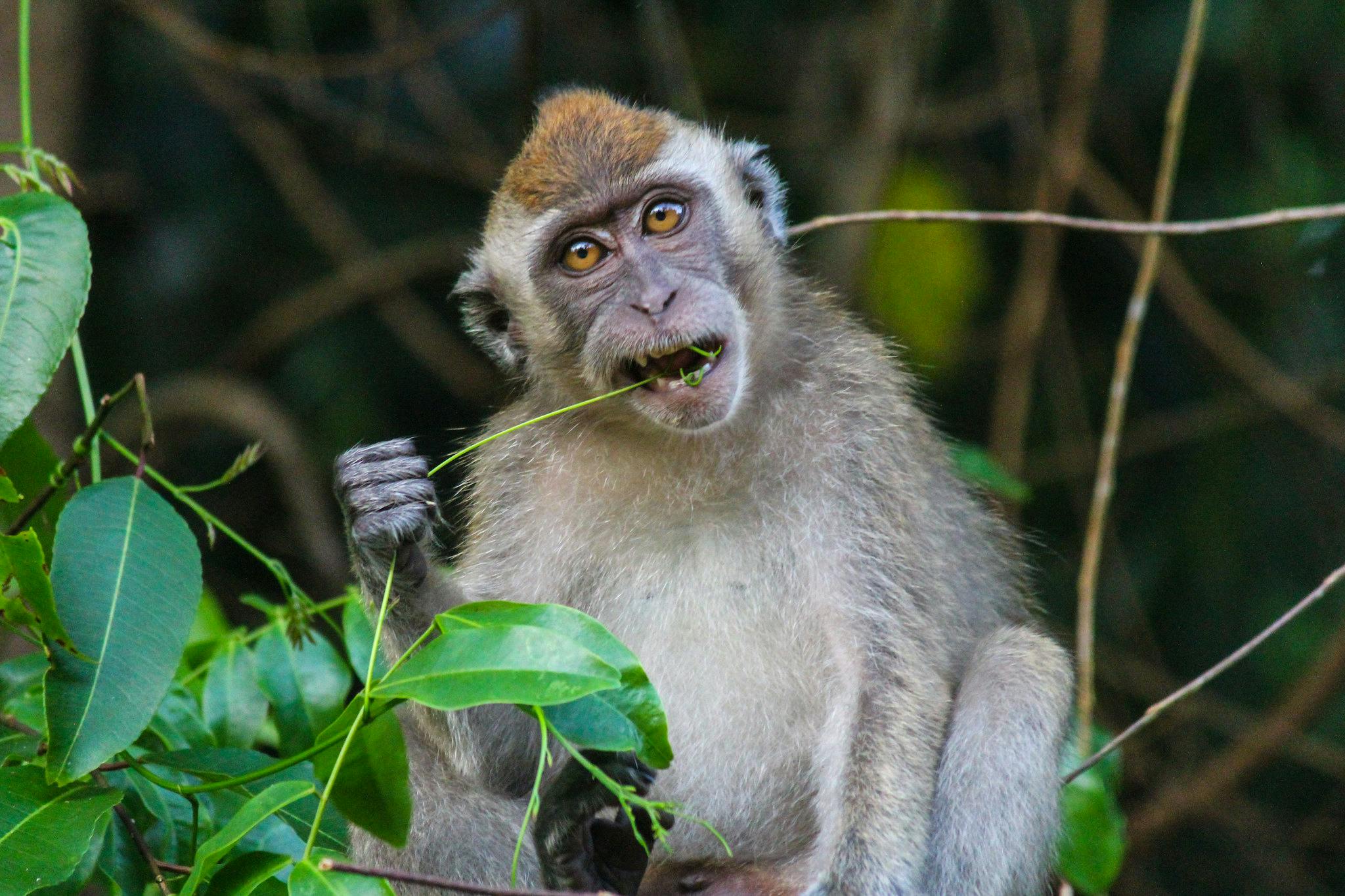 Conservation_Monkey_Nusantara