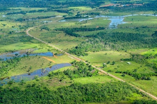Amazon rainforest near Manaus